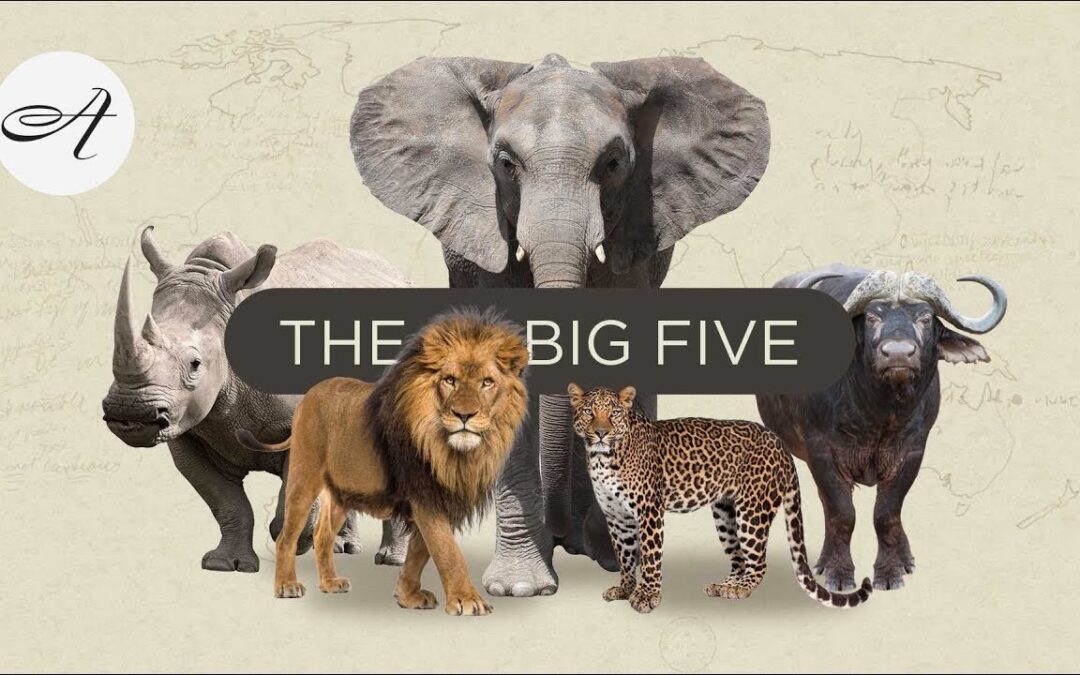 Plan Your Safari To See The Big Five