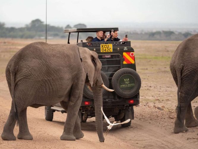 Special Offers For Last-Minute Safari Bookings