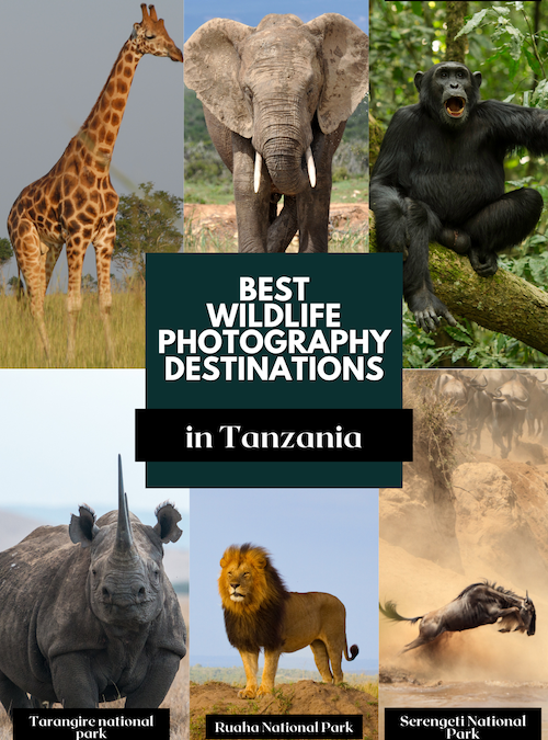 Top 10 Safari Destinations In Tanzania For Wildlife Lovers