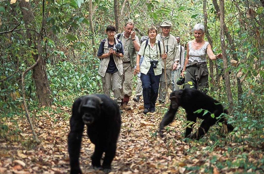 Trek Through Mahale Mountains For A Primate Encounter
