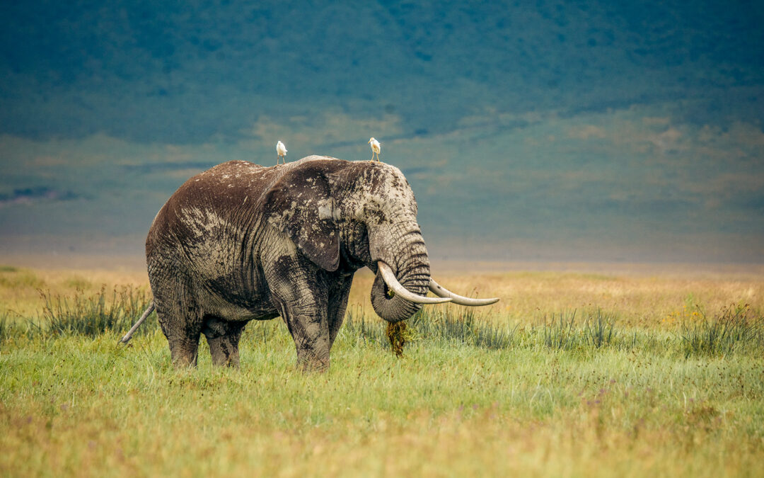What Animals Can I See In The Ngorongoro Crater?
