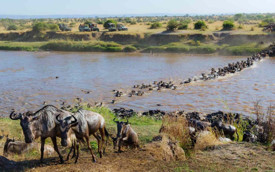 Where Is The Best Place To See The Great Migration?