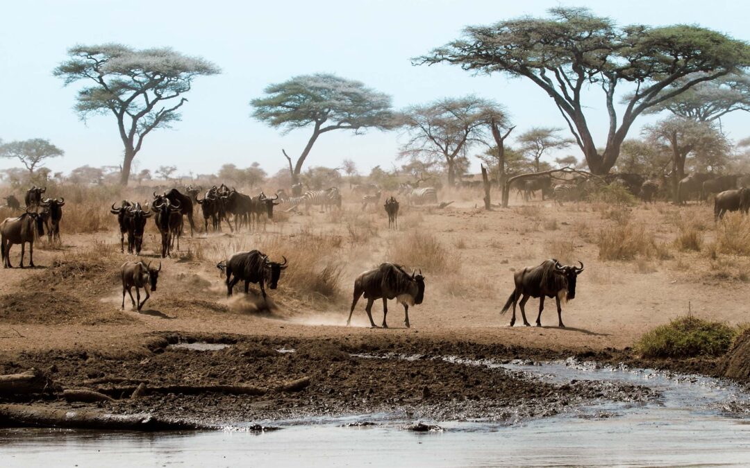 Witness The Great Migration In The Serengeti