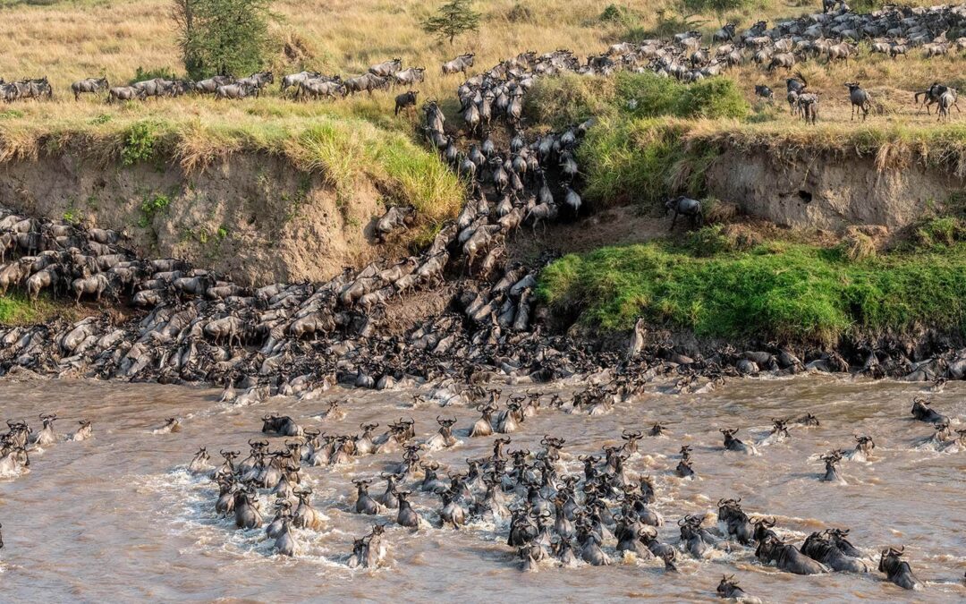Witness The Serengeti Migration River Crossings