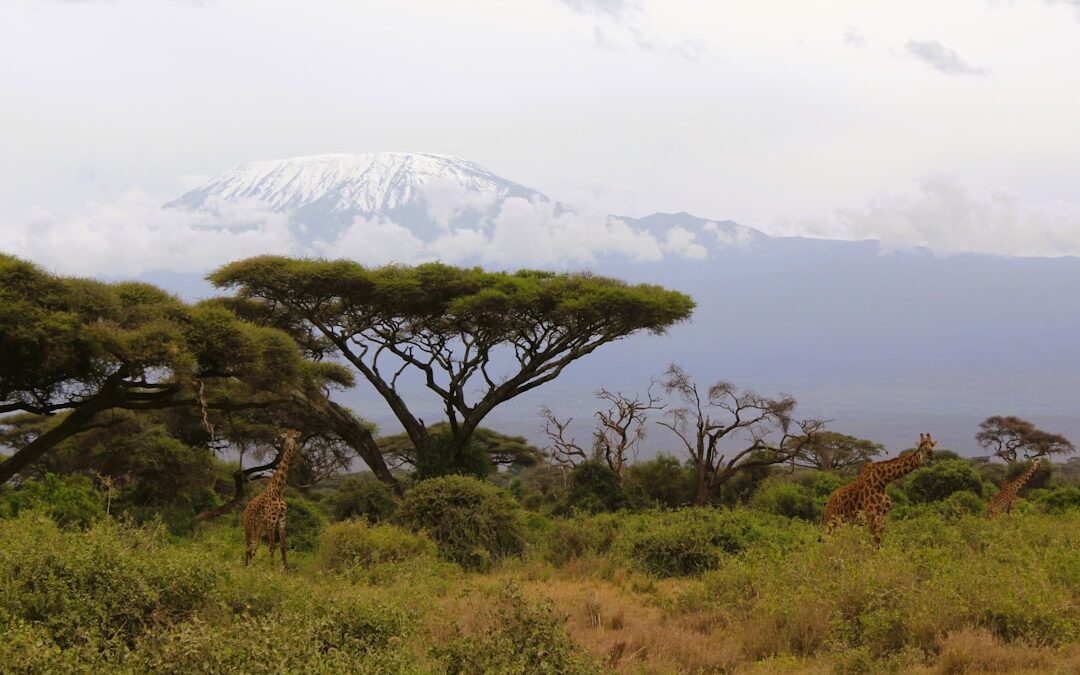Should You Tip Kilimanjaro Guides And Porters How Much