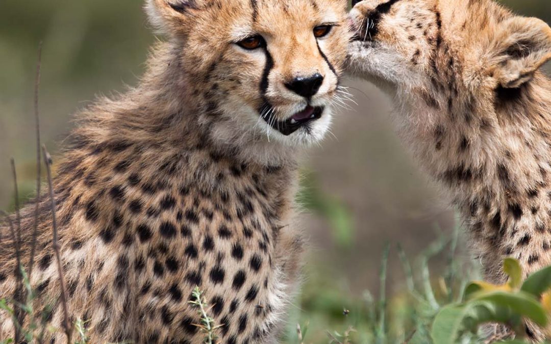 Step-by-Step Guide: Planning Your Tanzania Safari from the USA